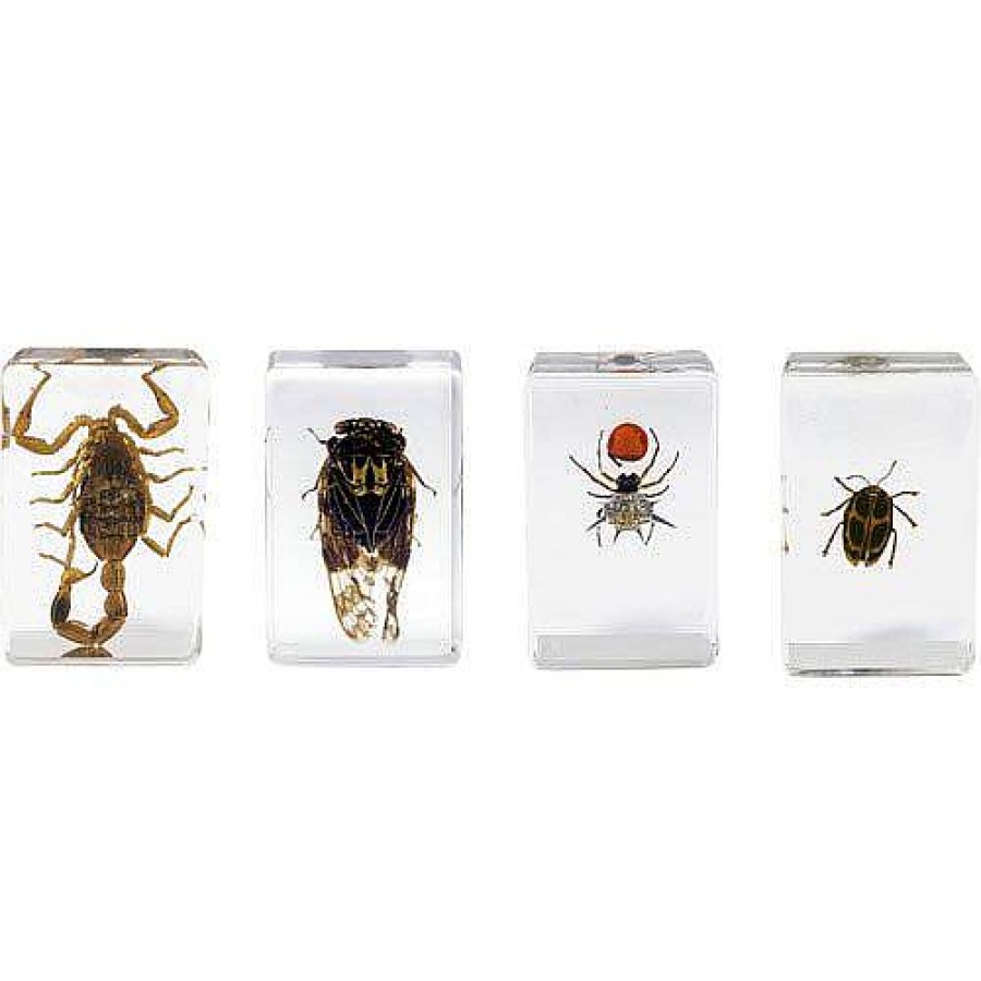 Celestron Celestron 3D Bug Specimen Kit #4 | Microscopes