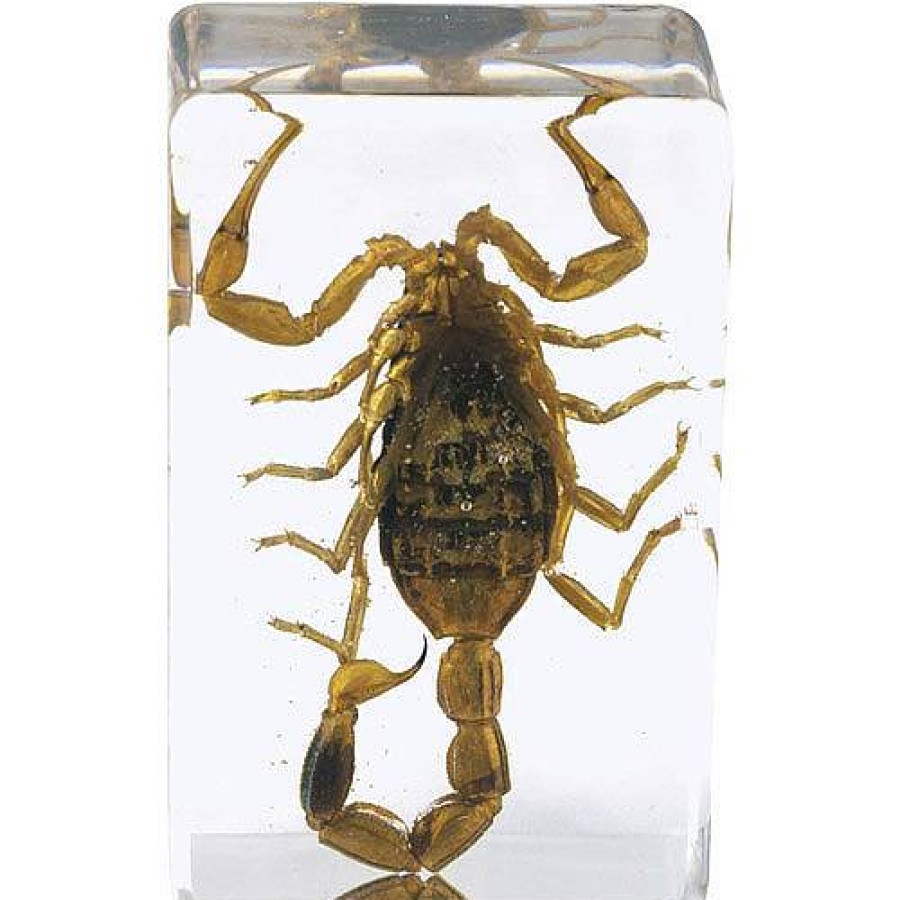 Celestron Celestron 3D Bug Specimen Kit #4 | Microscopes